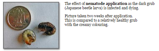 Nematode application for grub control