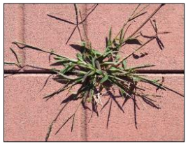 CRABGRASS CONTROL