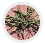 CRABGRASS CONTROL